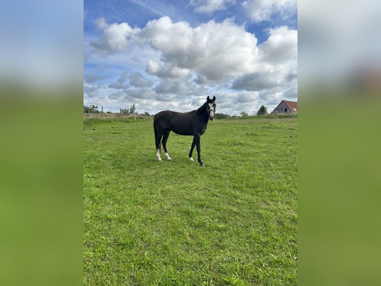 Mecklenburger Warmblut Stute 4 Jahre 162 cm Schwarzbrauner in Alt Sch&#xF6;nau