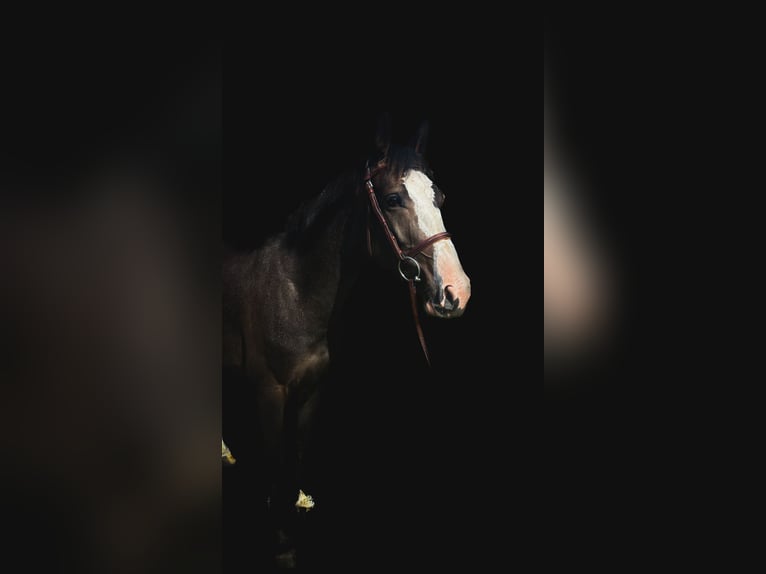 Mecklenburger Warmblut Stute 4 Jahre 162 cm Schwarzbrauner in Alt Sch&#xF6;nau