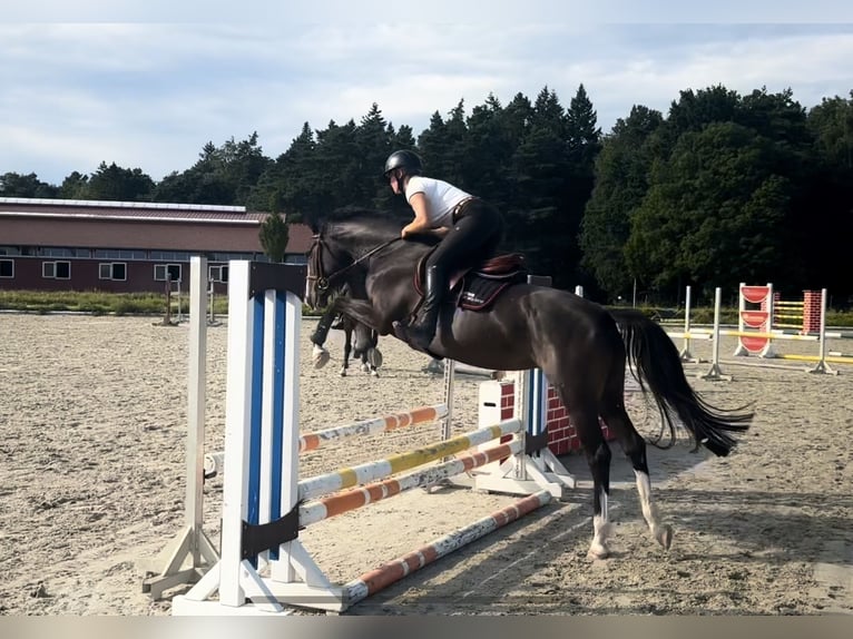 Mecklenburger Warmblut Stute 4 Jahre 162 cm Schwarzbrauner in Alt Sch&#xF6;nau