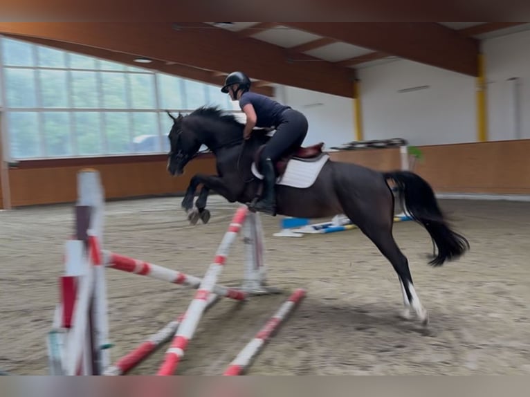 Mecklenburger Warmblut Stute 4 Jahre 162 cm Schwarzbrauner in Alt Sch&#xF6;nau