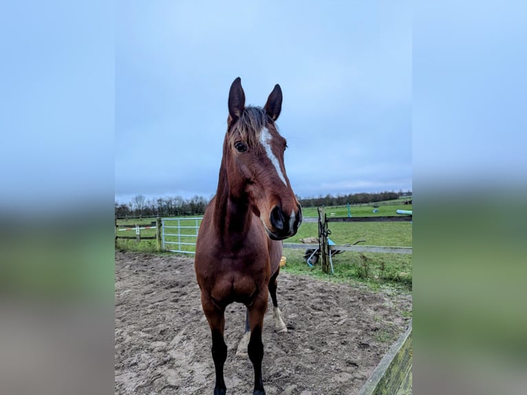 Mecklenburger Warmblut Stute 4 Jahre 163 cm Brauner in Dalberg