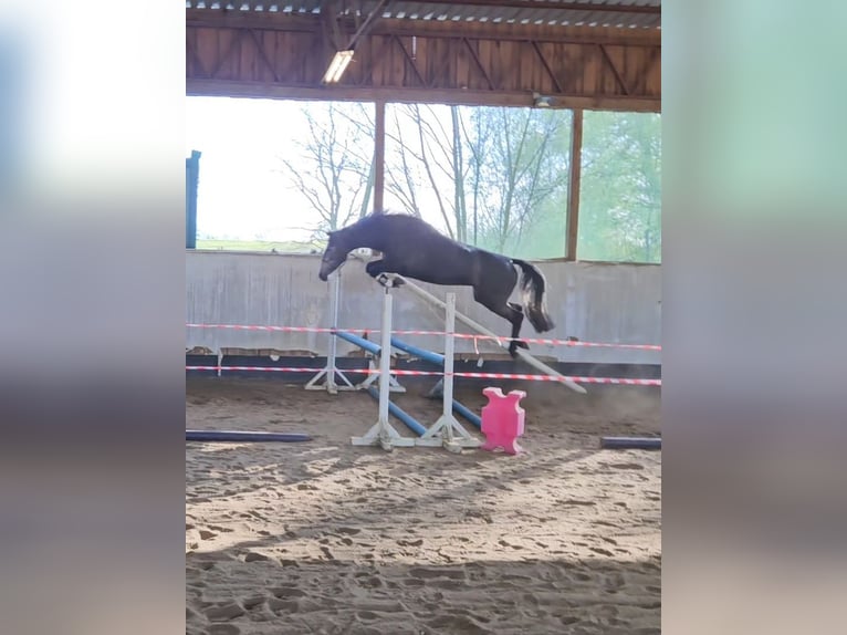 Mecklenburger Warmblut Stute 4 Jahre 163 cm Schimmel in Sternberg