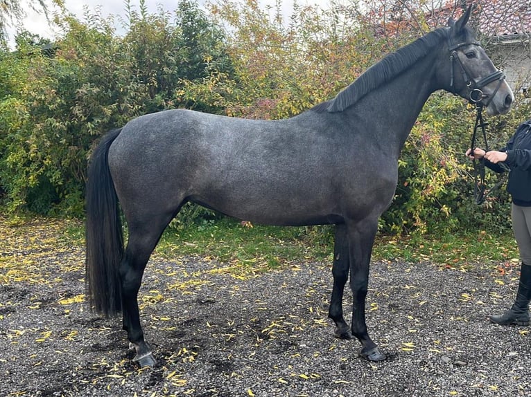 Mecklenburger Warmblut Stute 4 Jahre 163 cm Schimmel in Sternberg