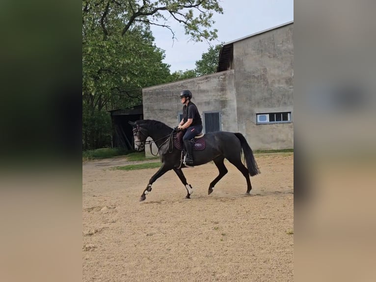 Mecklenburger Warmblut Stute 4 Jahre 163 cm Schimmel in Sternberg