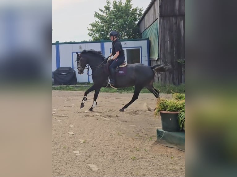 Mecklenburger Warmblut Stute 4 Jahre 163 cm Schimmel in Sternberg