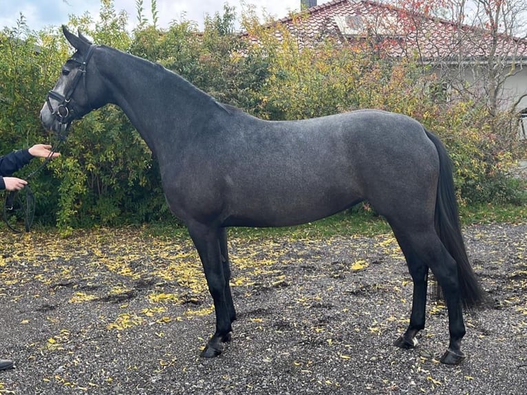 Mecklenburger Warmblut Stute 4 Jahre 163 cm Schimmel in Sternberg