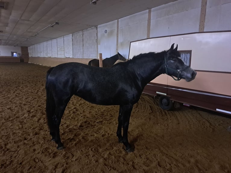 Mecklenburger Warmblut Stute 4 Jahre 164 cm Schimmel in Jaebetz