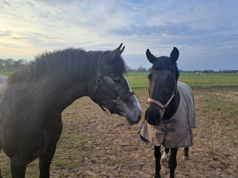 Mecklenburger Warmblut Stute 4 Jahre 164 cm Schimmel in Jaebetz