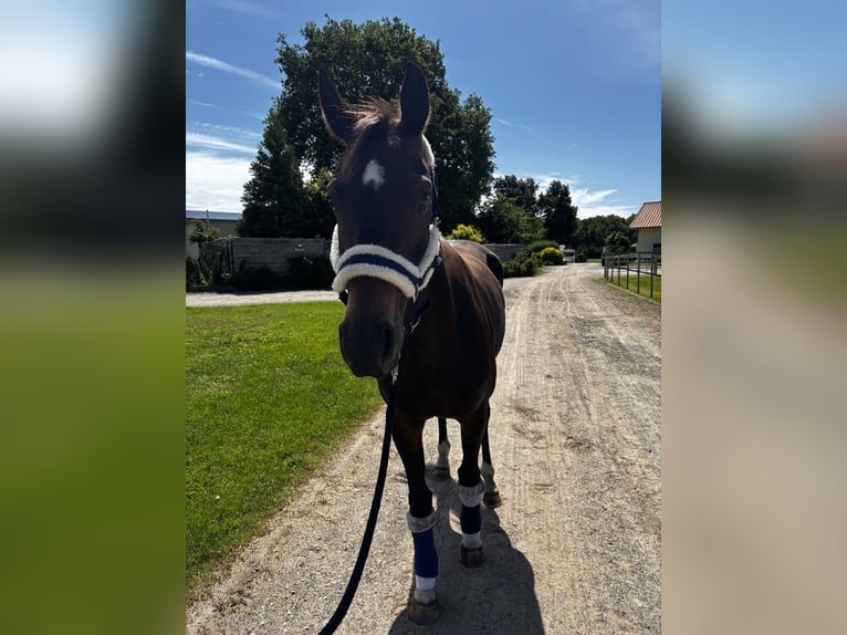 Mecklenburger Warmblut Stute 4 Jahre 165 cm Brauner in Kirch Jesar