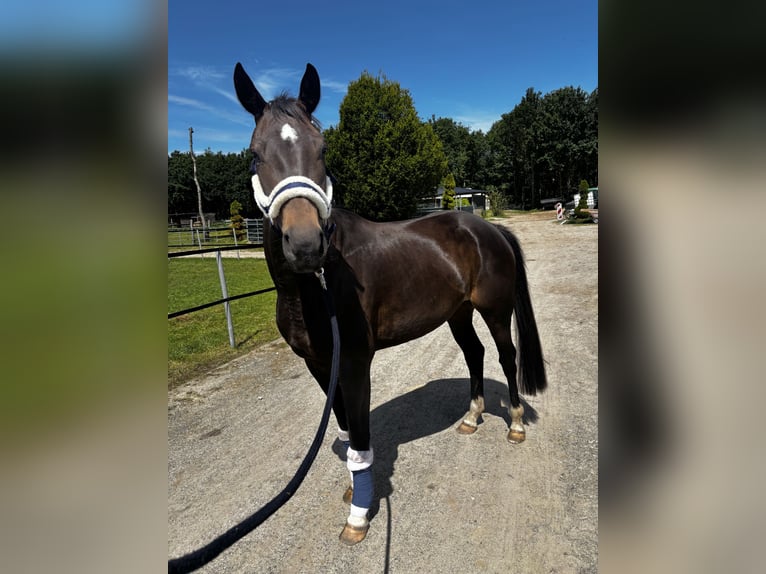 Mecklenburger Warmblut Stute 4 Jahre 165 cm Brauner in Kirch Jesar