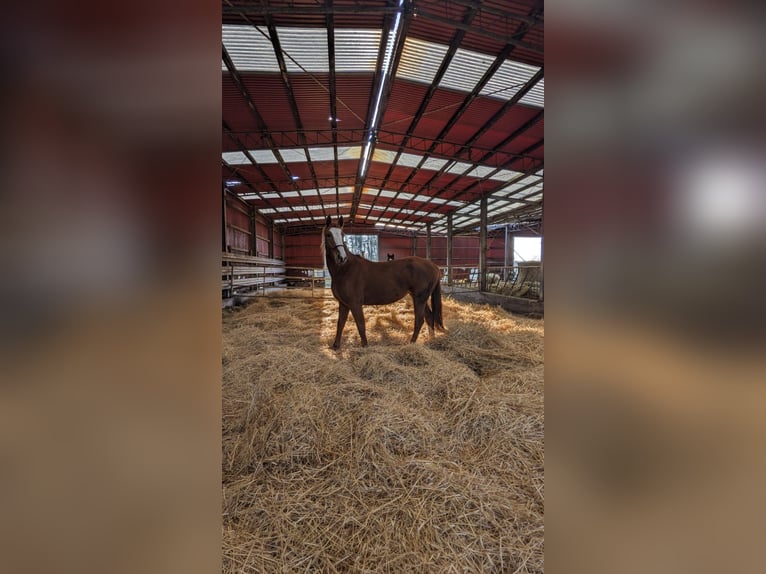 Mecklenburger Warmblut Stute 4 Jahre 165 cm in Mirow