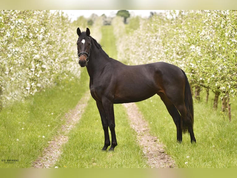 Mecklenburger Warmblut Stute 4 Jahre 166 cm Schwarzbrauner in Goldenitz Warlitz