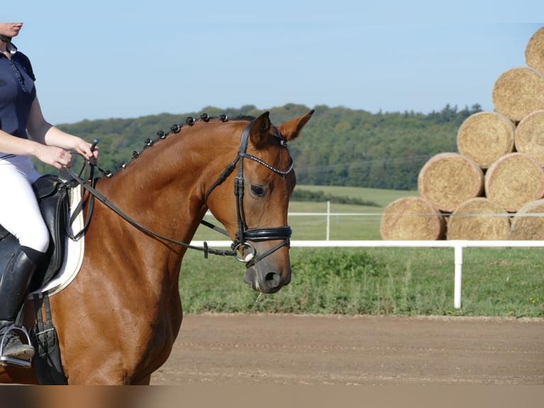 Mecklenburger Warmblut Stute 4 Jahre 167 cm Brauner in Ganschow