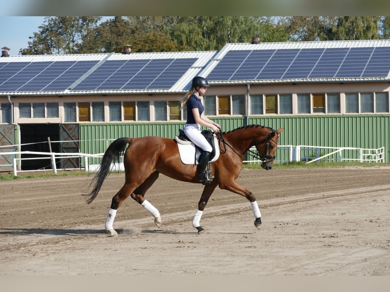 Mecklenburger Warmblut Stute 4 Jahre 167 cm Brauner in Ganschow