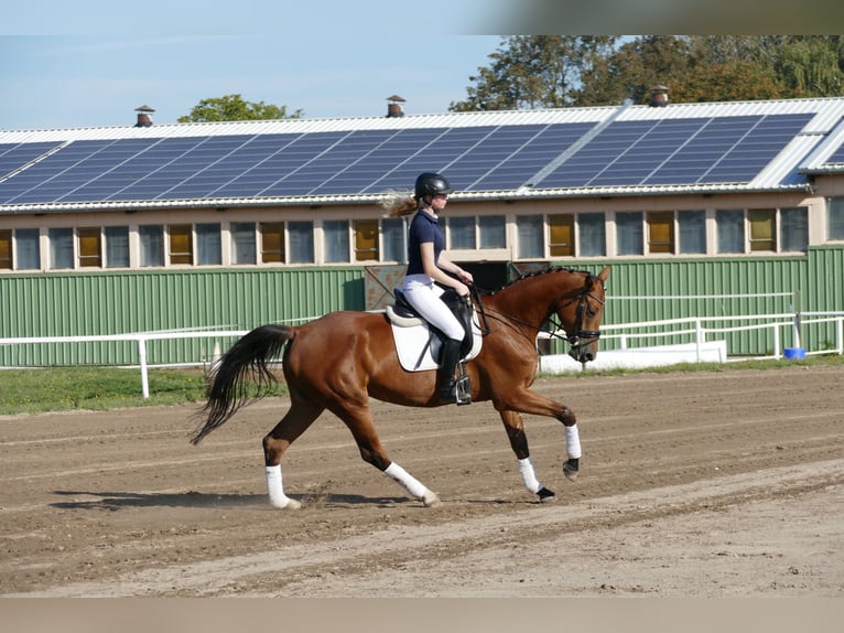 Mecklenburger Warmblut Stute 4 Jahre 167 cm Brauner in Ganschow