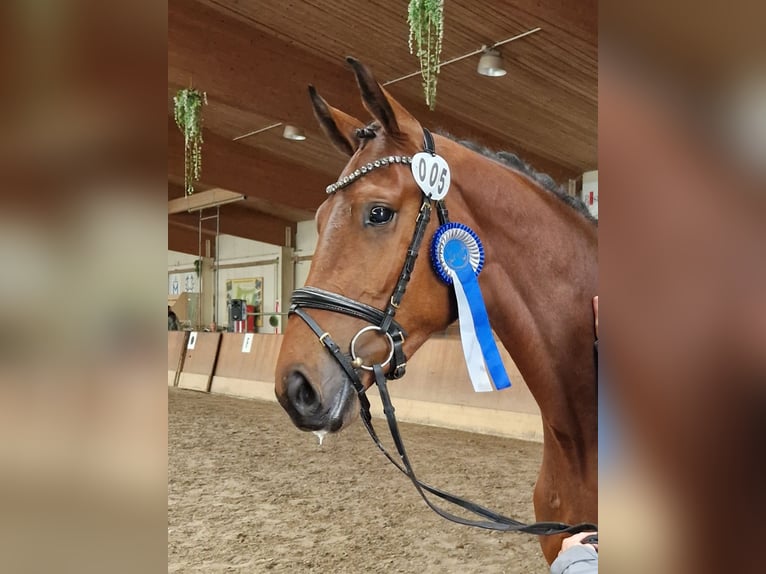 Mecklenburger Warmblut Stute 4 Jahre 167 cm Brauner in Wardow