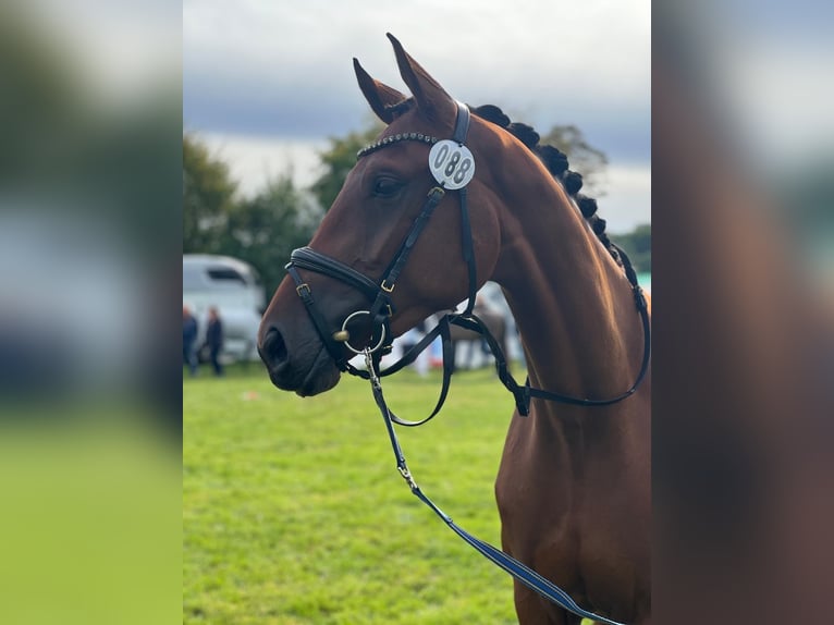 Mecklenburger Warmblut Stute 4 Jahre 167 cm Brauner in Wardow