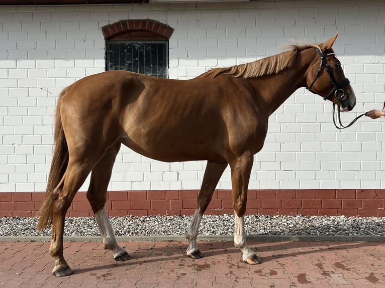 Mecklenburger Warmblut Stute 4 Jahre 167 cm Fuchs in Insel Poel