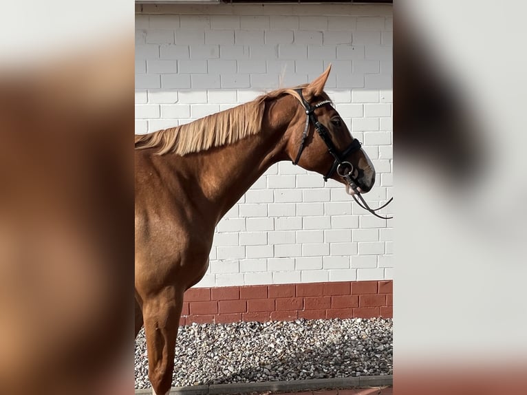 Mecklenburger Warmblut Stute 4 Jahre 167 cm Fuchs in Insel Poel