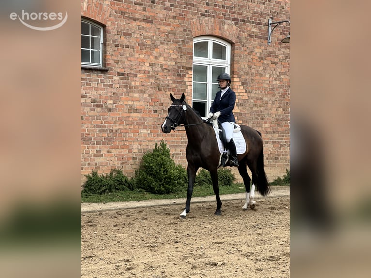 Mecklenburger Warmblut Stute 4 Jahre 167 cm Schwarzbrauner in Groß Kreutz