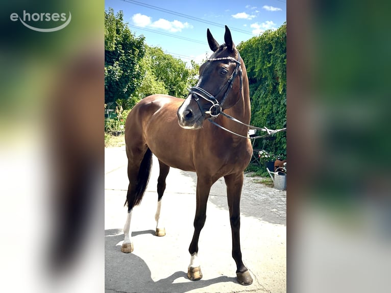 Mecklenburger Warmblut Stute 4 Jahre 167 cm Schwarzbrauner in Groß Kreutz