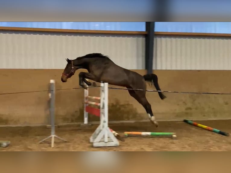 Mecklenburger Warmblut Stute 4 Jahre 168 cm Brauner in Gadow