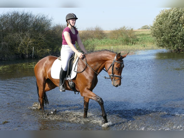 Mecklenburger Warmblut Stute 4 Jahre 168 cm Brauner in Ganschow