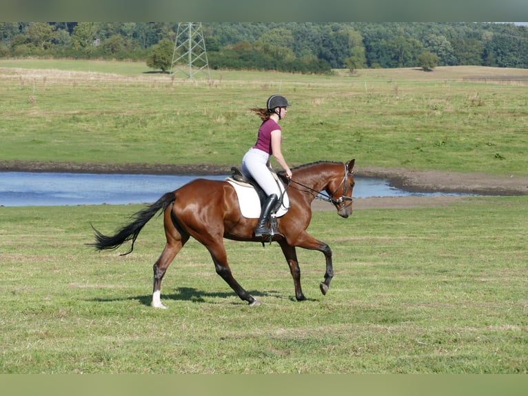 Mecklenburger Warmblut Stute 4 Jahre 168 cm Brauner in Ganschow