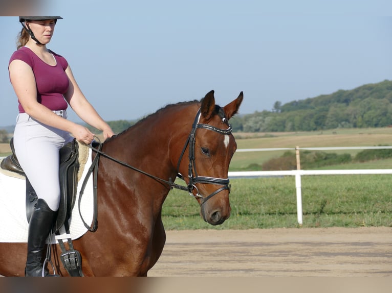 Mecklenburger Warmblut Stute 4 Jahre 168 cm Brauner in Ganschow