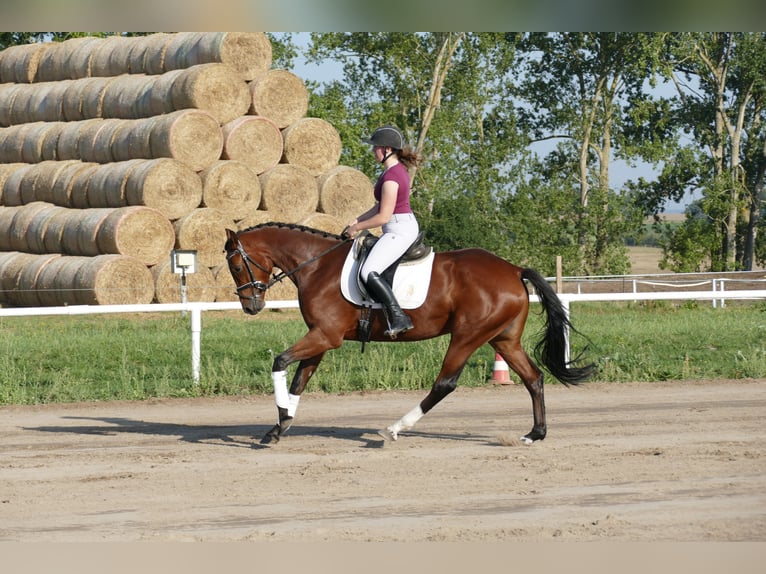 Mecklenburger Warmblut Stute 4 Jahre 168 cm Brauner in Ganschow