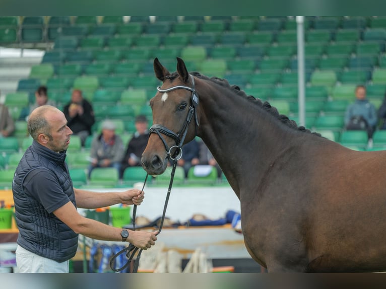 Mecklenburger Warmblut Stute 4 Jahre 168 cm Dunkelbrauner in Bremen