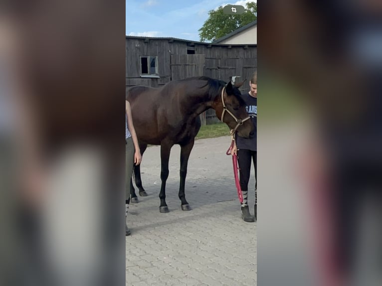 Mecklenburger Warmblut Stute 4 Jahre 168 cm Dunkelbrauner in S&#xFC;dm&#xFC;ritz