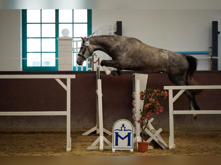 Mecklenburger Warmblut Stute 4 Jahre 168 cm Kann Schimmel werden in Bresegard b Picher