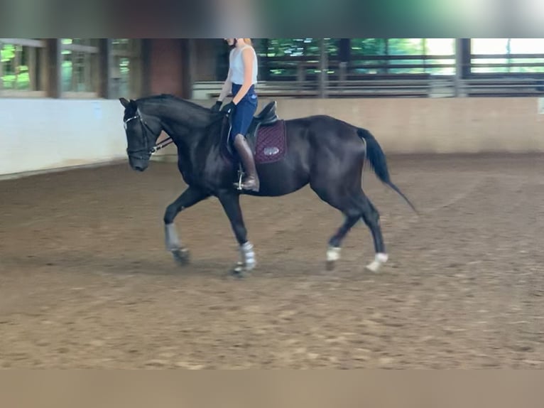 Mecklenburger Warmblut Stute 4 Jahre 169 cm Rappe in Rostock