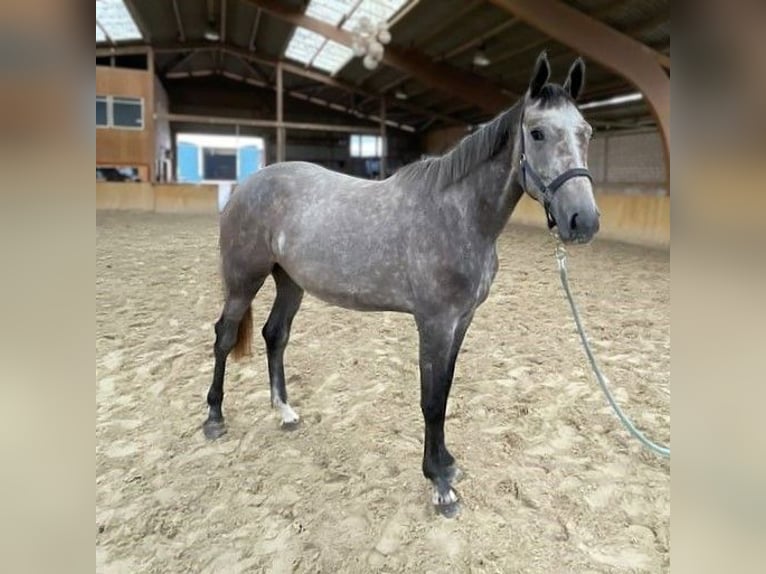 Mecklenburger Warmblut Stute 4 Jahre 169 cm Schimmel in Malchin