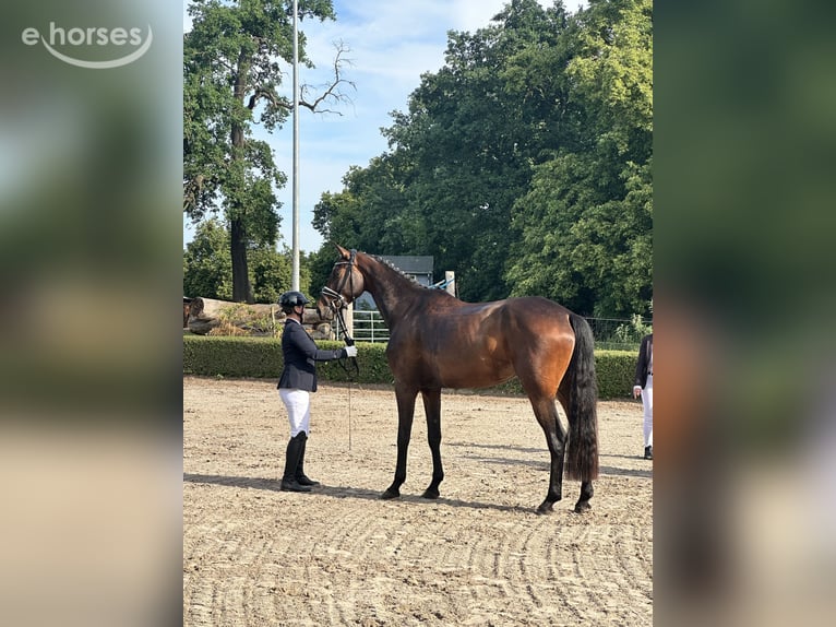 Mecklenburger Warmblut Stute 4 Jahre 170 cm Dunkelbrauner in KrielowGroß Kreutz