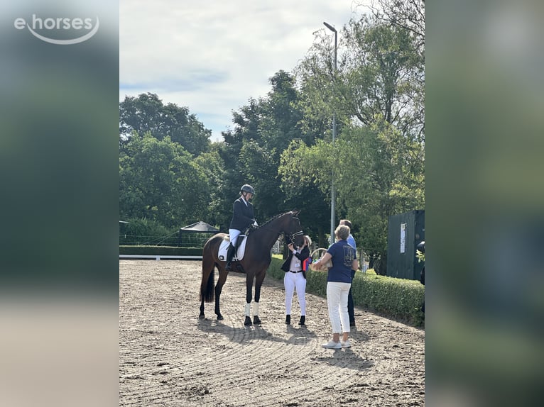 Mecklenburger Warmblut Stute 4 Jahre 170 cm Dunkelbrauner in KrielowGroß Kreutz