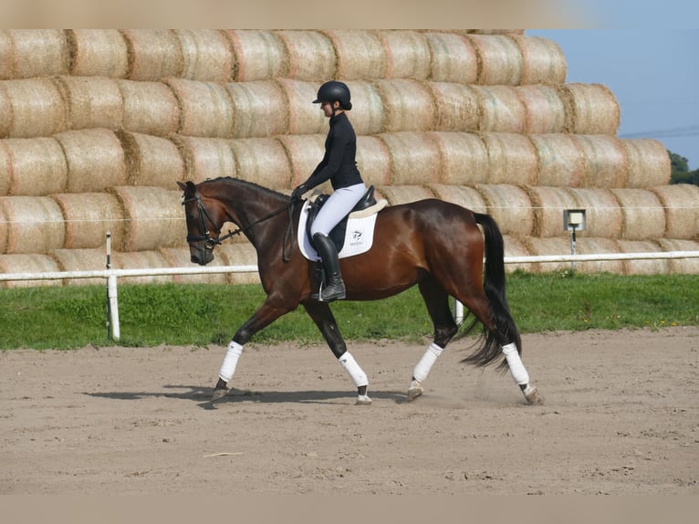 Mecklenburger Warmblut Stute 4 Jahre Dunkelbrauner in Ganschow