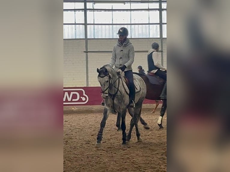 Mecklenburger Warmblut Stute 5 Jahre 160 cm Apfelschimmel in Grevenbroich