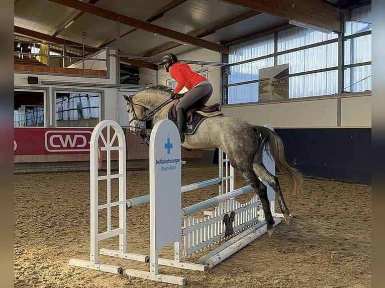 Mecklenburger Warmblut Stute 5 Jahre 160 cm Apfelschimmel in Grevenbroich