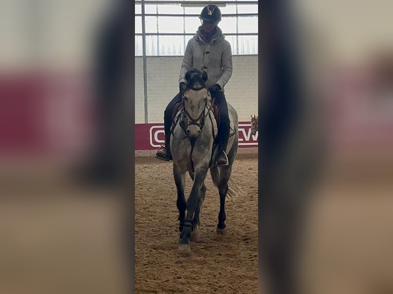 Mecklenburger Warmblut Stute 5 Jahre 160 cm Apfelschimmel in Grevenbroich