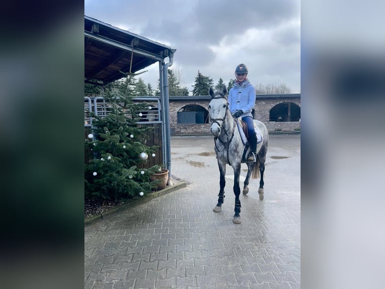 Mecklenburger Warmblut Stute 5 Jahre 160 cm Apfelschimmel in Grevenbroich