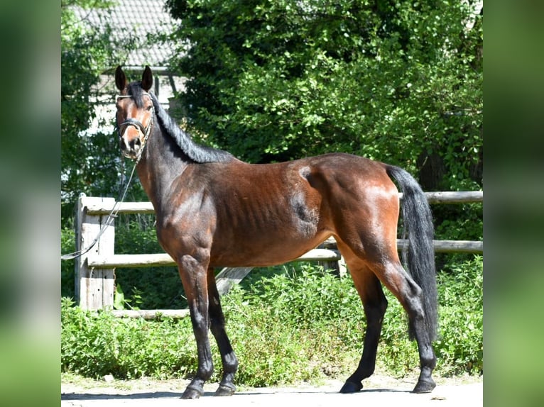 Mecklenburger Warmblut Stute 5 Jahre 160 cm Brauner in Ratingen
