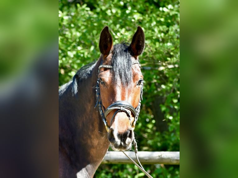 Mecklenburger Warmblut Stute 5 Jahre 160 cm Brauner in Ratingen