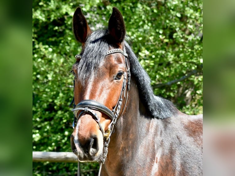 Mecklenburger Warmblut Stute 5 Jahre 160 cm Brauner in Ratingen