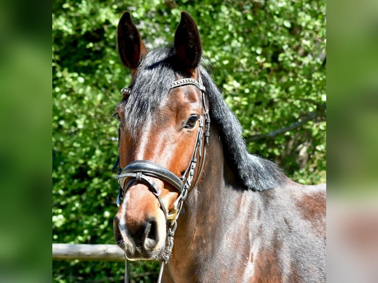 Mecklenburger Warmblut Stute 5 Jahre 160 cm Brauner in Ratingen