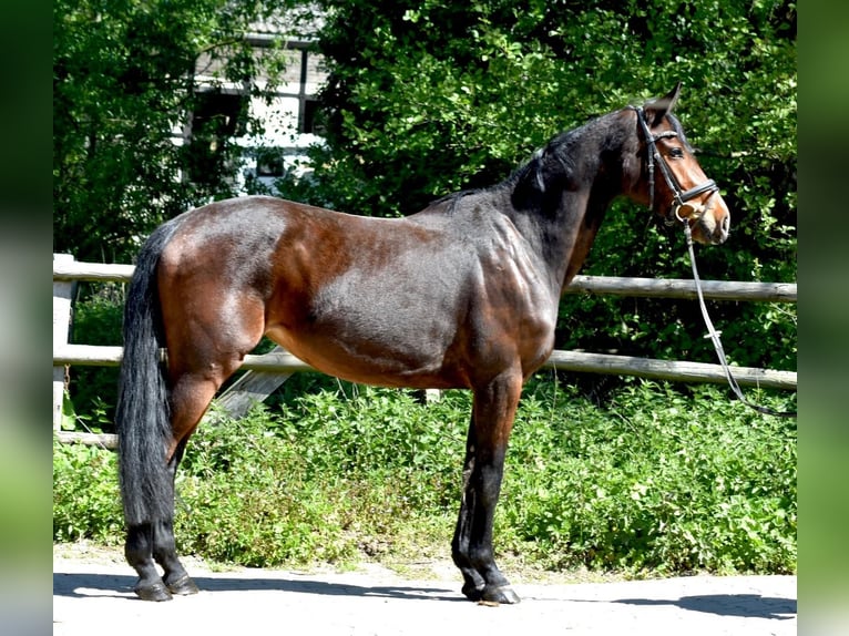 Mecklenburger Warmblut Stute 5 Jahre 160 cm Brauner in Ratingen