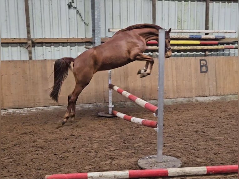 Mecklenburger Warmblut Stute 5 Jahre 162 cm Fuchs in Hesel
