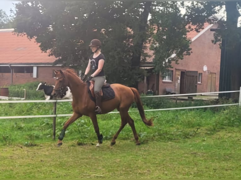 Mecklenburger Warmblut Stute 5 Jahre 162 cm Fuchs in Hesel