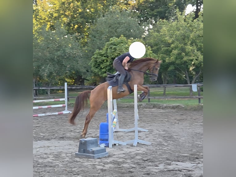 Mecklenburger Warmblut Stute 5 Jahre 162 cm Fuchs in Hesel
